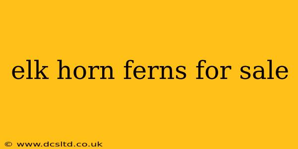 elk horn ferns for sale