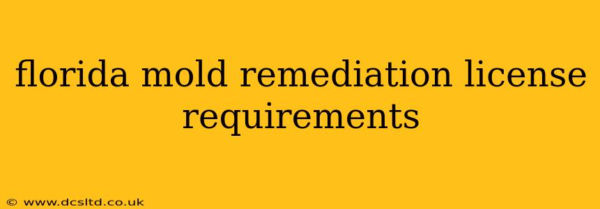 florida mold remediation license requirements