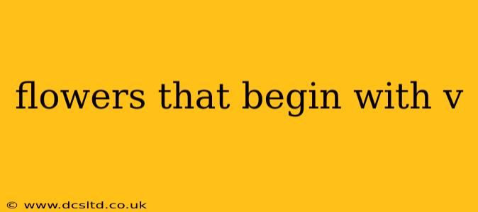 flowers that begin with v