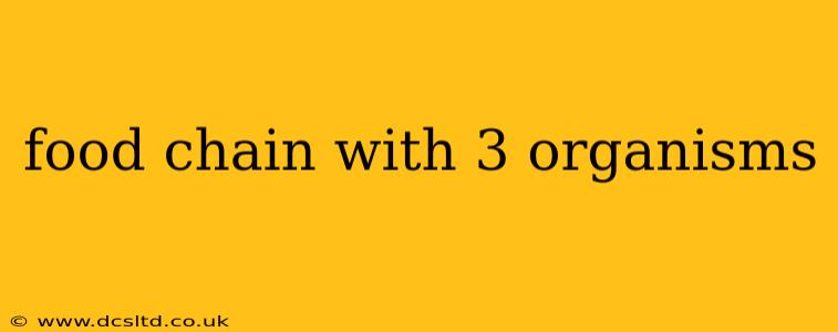 food chain with 3 organisms