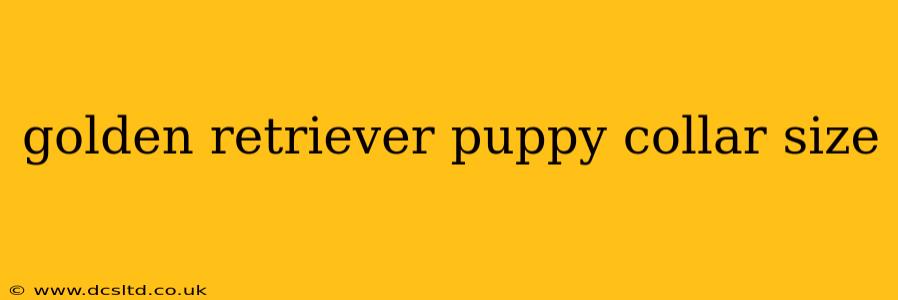 golden retriever puppy collar size