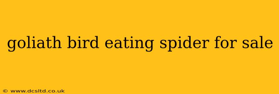 goliath bird eating spider for sale
