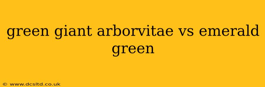 green giant arborvitae vs emerald green