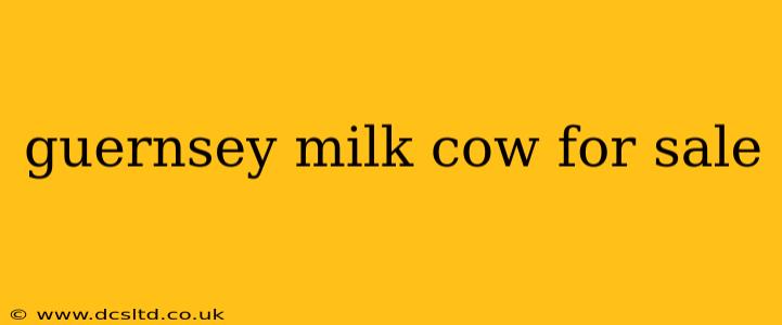 guernsey milk cow for sale