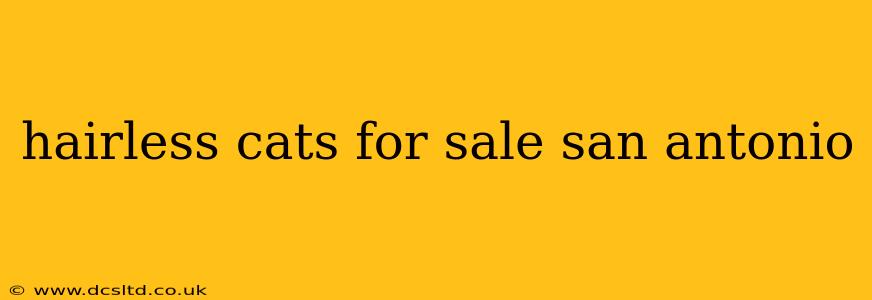 hairless cats for sale san antonio