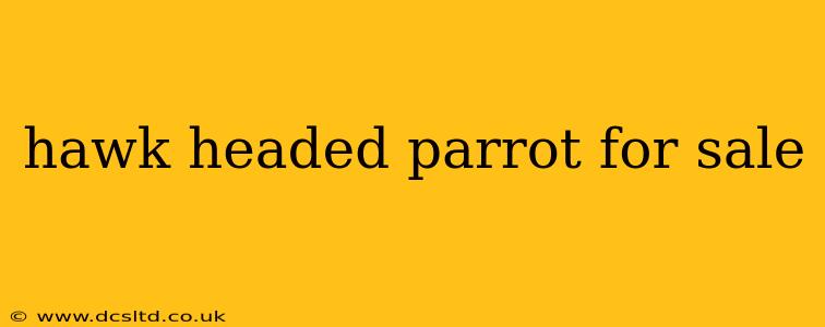 hawk headed parrot for sale