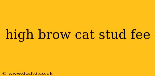 high brow cat stud fee