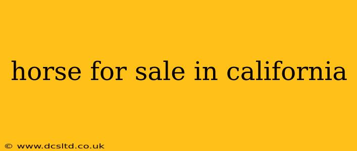 horse for sale in california