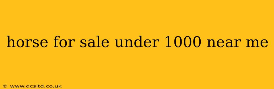 horse for sale under 1000 near me