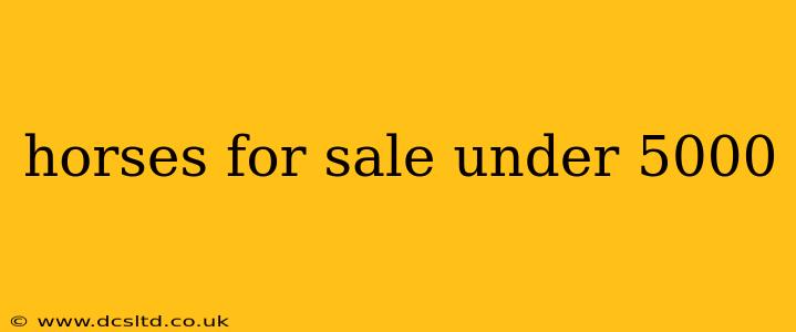 horses for sale under 5000