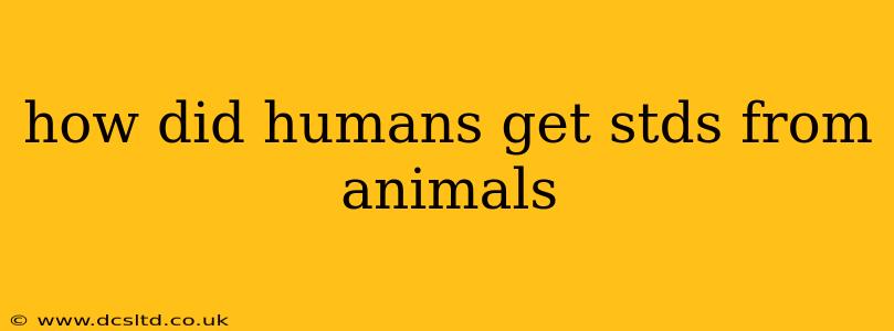 how did humans get stds from animals