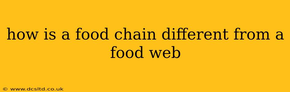 how is a food chain different from a food web