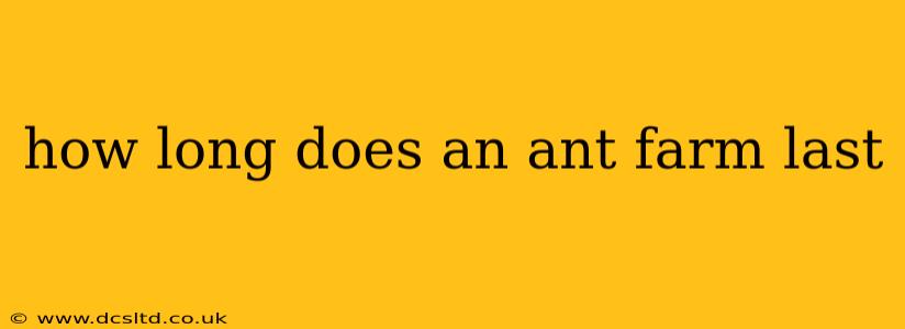 how long does an ant farm last