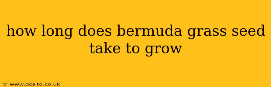 how long does bermuda grass seed take to grow