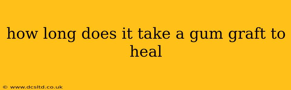 how long does it take a gum graft to heal