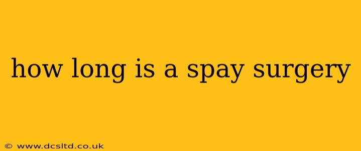 how long is a spay surgery