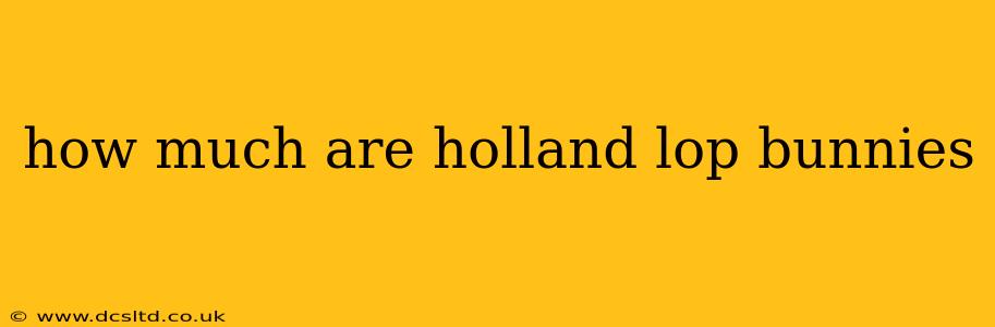 how much are holland lop bunnies