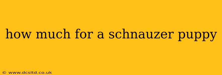 how much for a schnauzer puppy