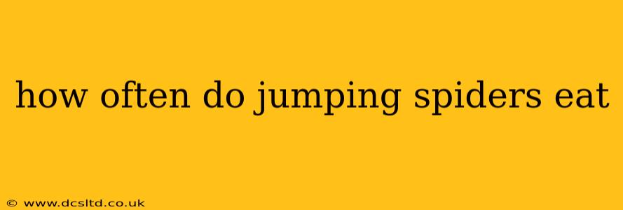 how often do jumping spiders eat