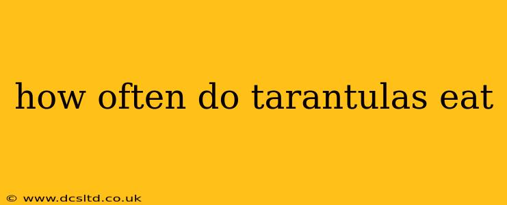 how often do tarantulas eat