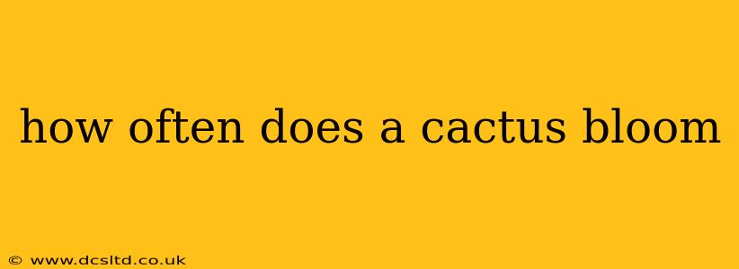 how often does a cactus bloom