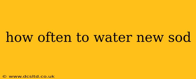 how often to water new sod