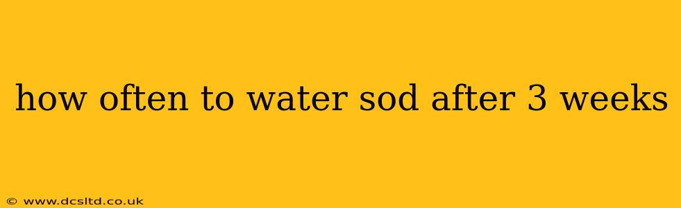 how often to water sod after 3 weeks