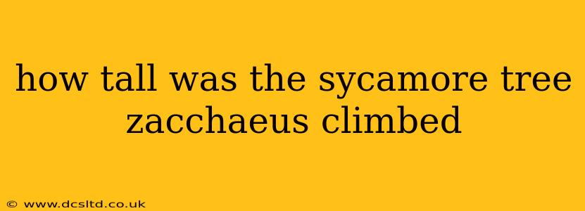 how tall was the sycamore tree zacchaeus climbed