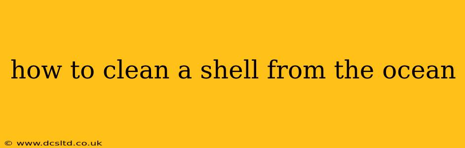 how to clean a shell from the ocean