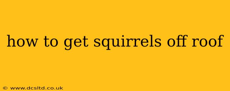 how to get squirrels off roof