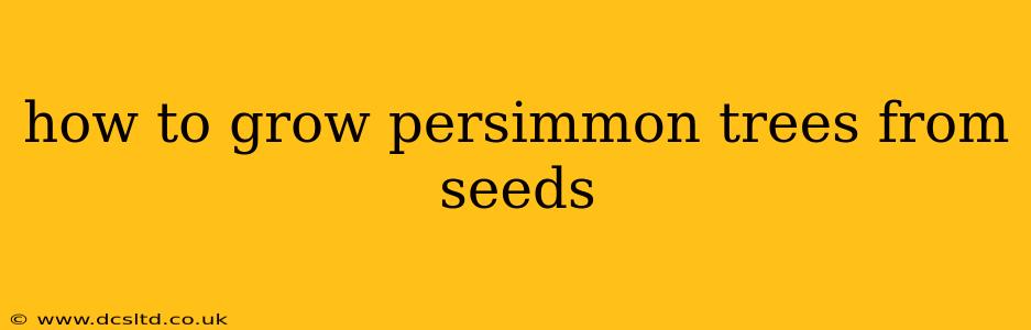 how to grow persimmon trees from seeds