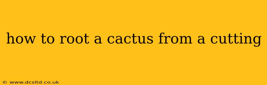 how to root a cactus from a cutting