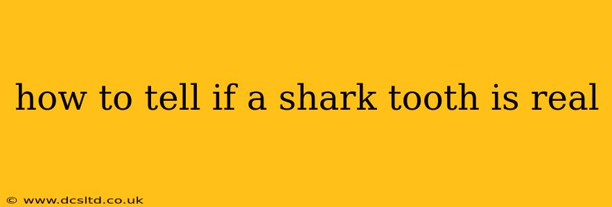 how to tell if a shark tooth is real