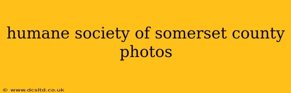 humane society of somerset county photos
