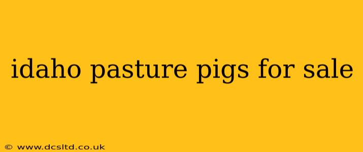 idaho pasture pigs for sale