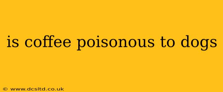 is coffee poisonous to dogs