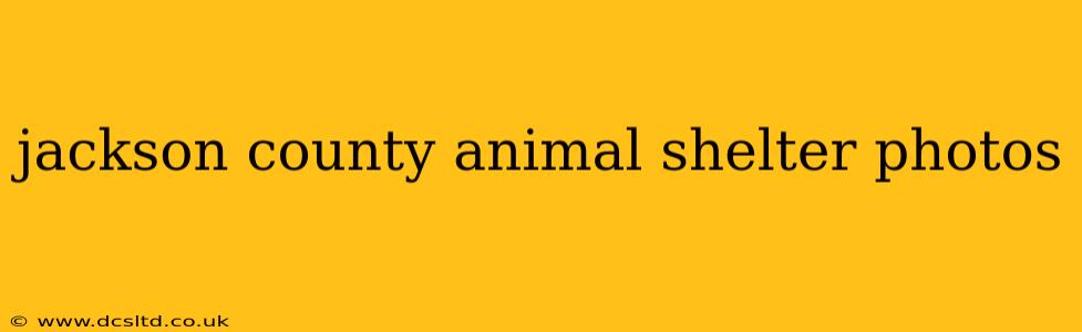 jackson county animal shelter photos