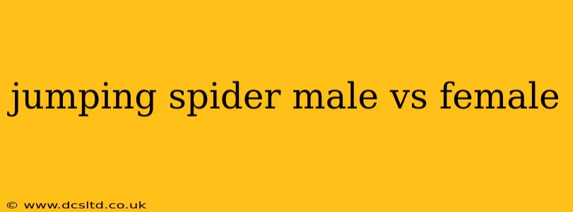jumping spider male vs female
