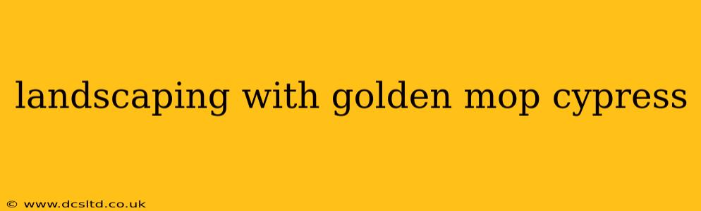 landscaping with golden mop cypress
