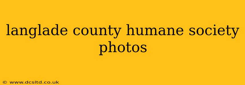 langlade county humane society photos