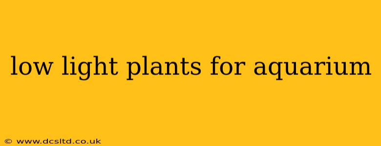 low light plants for aquarium