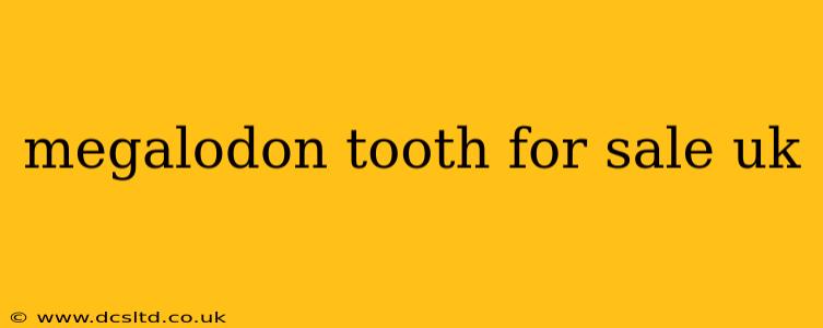 megalodon tooth for sale uk