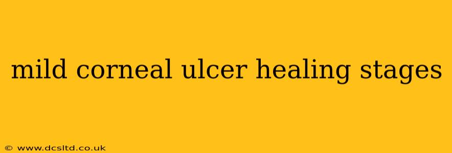 mild corneal ulcer healing stages