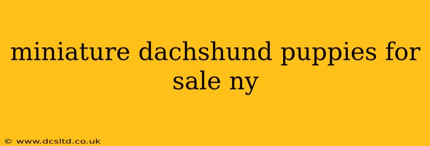 miniature dachshund puppies for sale ny