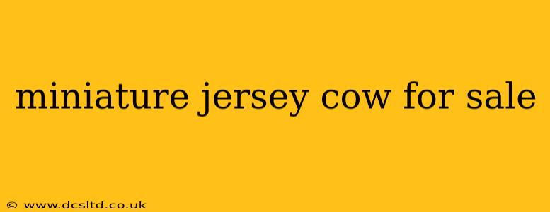 miniature jersey cow for sale