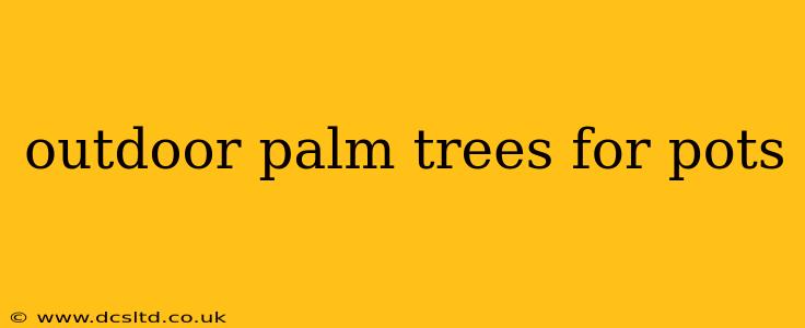 outdoor palm trees for pots