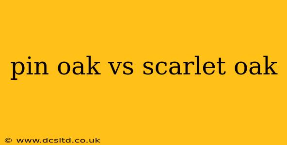 pin oak vs scarlet oak