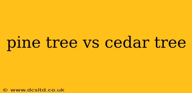 pine tree vs cedar tree