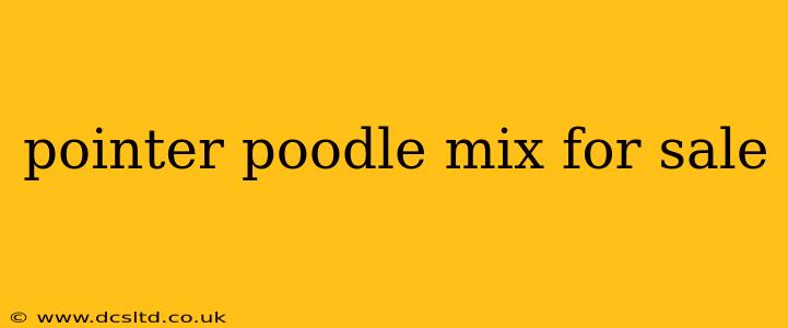 pointer poodle mix for sale