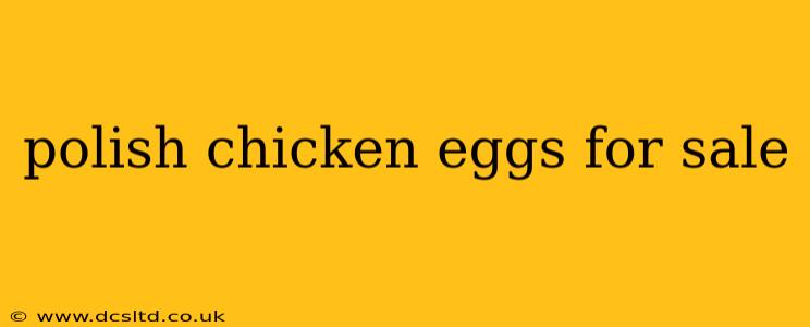 polish chicken eggs for sale